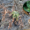 갯고들빼기(Crepidiastrum lanceolatum (Houtt.) Nakai) : 능선따라