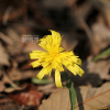 멱쇠채(Scorzonera austriaca Willd.) : 꽃마리