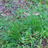 북사초(Carex augustinowiczii Menish. ex Korsh.) : 추풍