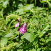 수염며느리밥풀(Melampyrum roseum var. japonicum Franch. & Sav.) : 통통배