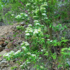 긴잎산조팝나무(Spiraea pseudocrenata Nakai) : 무심거사