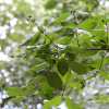 얇은잎고광나무(Philadelphus tenuifolius Rupr. & Maxim.) : 산들꽃
