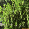 풍산가문비(Picea pungsanensis Uyeki) : 설뫼*