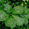 둥근잎천남성(Arisaema amurense Maxim.) : 통통배