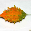 여주(Momordica charantia L.) : 별꽃