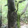 떡버들(Salix hallaisanensis H.L?v.) : 무심거사