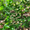 노루삼(Actaea asiatica H.Hara) : 박용석