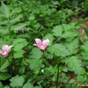줄딸기(Rubus pungens Cambess.) : 벼루
