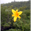 백운산원추리(Hemerocallis hakuunensis Nakai) : 산들꽃