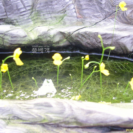 실통발(Utricularia minor L.) : 꽃천사