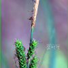 북사초(Carex augustinowiczii Menish. ex Korsh.) : 추풍