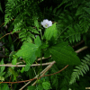 세잎쥐손이(Geranium wilfordii Maxim.) : 설뫼