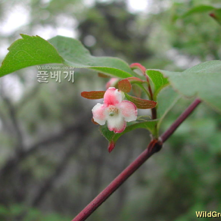 털댕강나무(Zabelia biflora (Turcz.) Makino) : 벼루