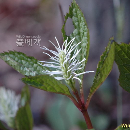 옥녀꽃대(Chloranthus fortunei (A.Gray) Solms) : 고마리