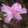 산철쭉(Rhododendron yedoense Maxim. f. poukhanense (H.L?v.) Sugim. ex T.Yamaz.) : 산소리