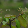 윤노리나무(Pourthiaea villosa (Thunb.) Decne.) : 통통배