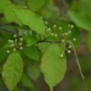 윤노리나무(Pourthiaea villosa (Thunb.) Decne.) : 통통배
