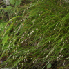 왕쌀새(Melica nutans L.) : 설뫼