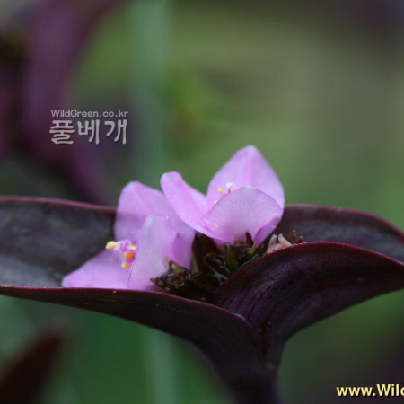 얼룩닭의장풀(Tradescantia fluminensis) : 풀잎사랑