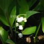 은방울꽃 : 바지랑대