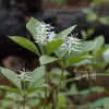 옥녀꽃대(Chloranthus fortunei (A.Gray) Solms) : 봄까치꽃