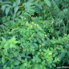 애기똥풀(Chelidonium majus L. subsp. asiaticum H.Hara) : 팅팅이