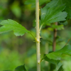 가시까치밥나무(Ribes diacanthum Pall.) : habal