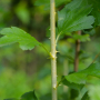 가시까치밥나무 : habal