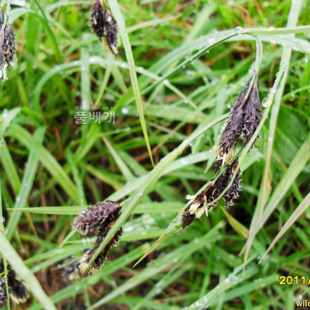 중삿갓사초(Carex tuminensis Kom.) : 무심거사