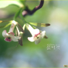 털댕강나무(Zabelia biflora (Turcz.) Makino) : 추풍