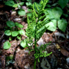 고사리삼(Botrychium ternatum (Thunb.) Sw.) : 여울목