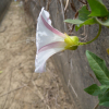 애기메꽃(Calystegia hederacea Wall.) : 필릴리