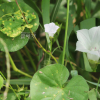 애기나팔꽃(Ipomoea lacunosa L.) : 청암