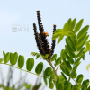 족제비싸리(Amorpha fruticosa L.) : 파랑새