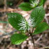 옥녀꽃대(Chloranthus fortunei (A.Gray) Solms) : 둥근바위솔