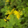 애기똥풀(Chelidonium majus L. subsp. asiaticum H.Hara) : 塞翁之馬