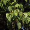 이나무(Idesia polycarpa Maxim.) : 봄까치꽃
