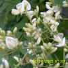 회화나무(Sophora japonica L.) : 현촌