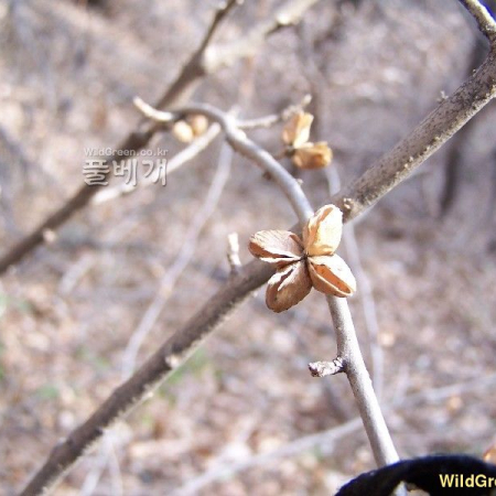 상산(Orixa japonica Thunb.) : 들국화