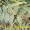 등갈퀴나물(Vicia cracca L.) : 현촌