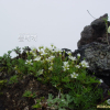 나도개미자리(Minuartia arctica (Steven ex Seringe) Graebn.) : 통통배