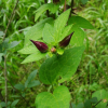 종덩굴(Clematis fusca var. violacea Maxim.) : 산들꽃