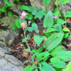 분취(Saussurea seoulensis Nakai) : 산들꽃