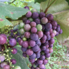 포도(Vitis vinifera L.) : 塞翁之馬