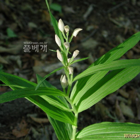 은대난초(Cephalanthera longibracteata Blume) : 고등어