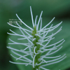 옥녀꽃대(Chloranthus fortunei (A.Gray) Solms) : 가야