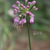 산부추(Allium thunbergii G.Don) : 晴嵐