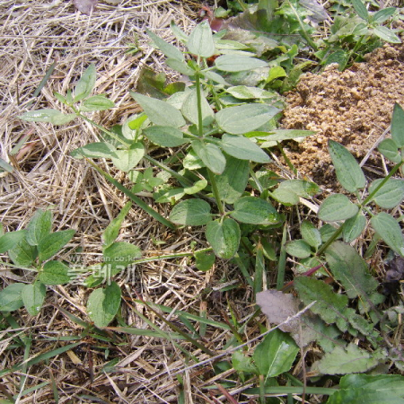 갈퀴꼭두서니(Rubia cordifolia L.) : 塞翁之馬