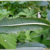 가시상추(Lactuca serriola L.) : 고원근