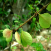 미선나무(Abeliophyllum distichum Nakai) : 塞翁之馬